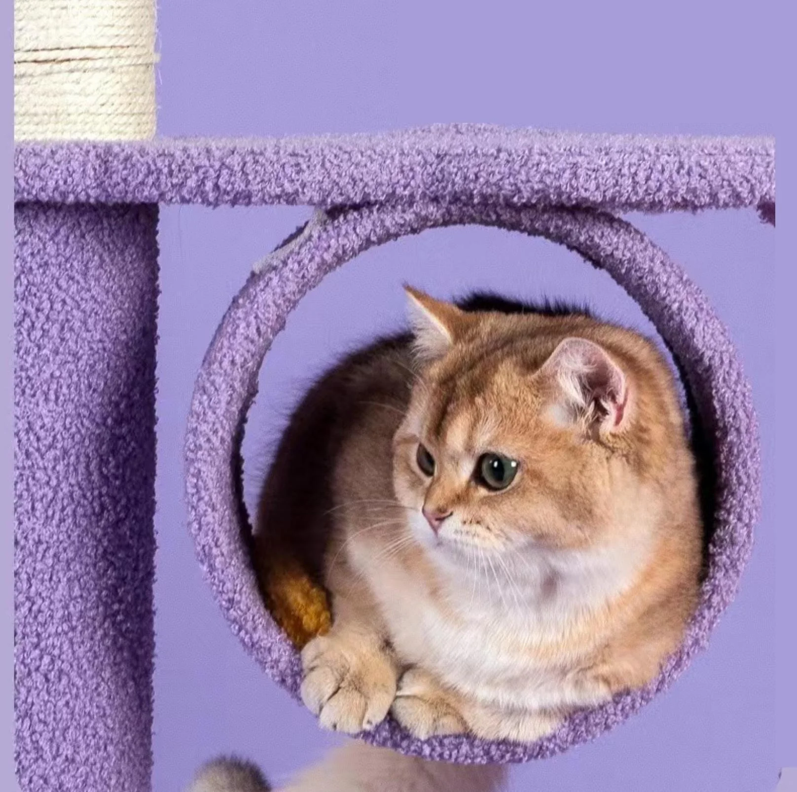 Fantasy Series Climbing Frame Cat Tree - Dreamland (Height 165cm) - Image 8