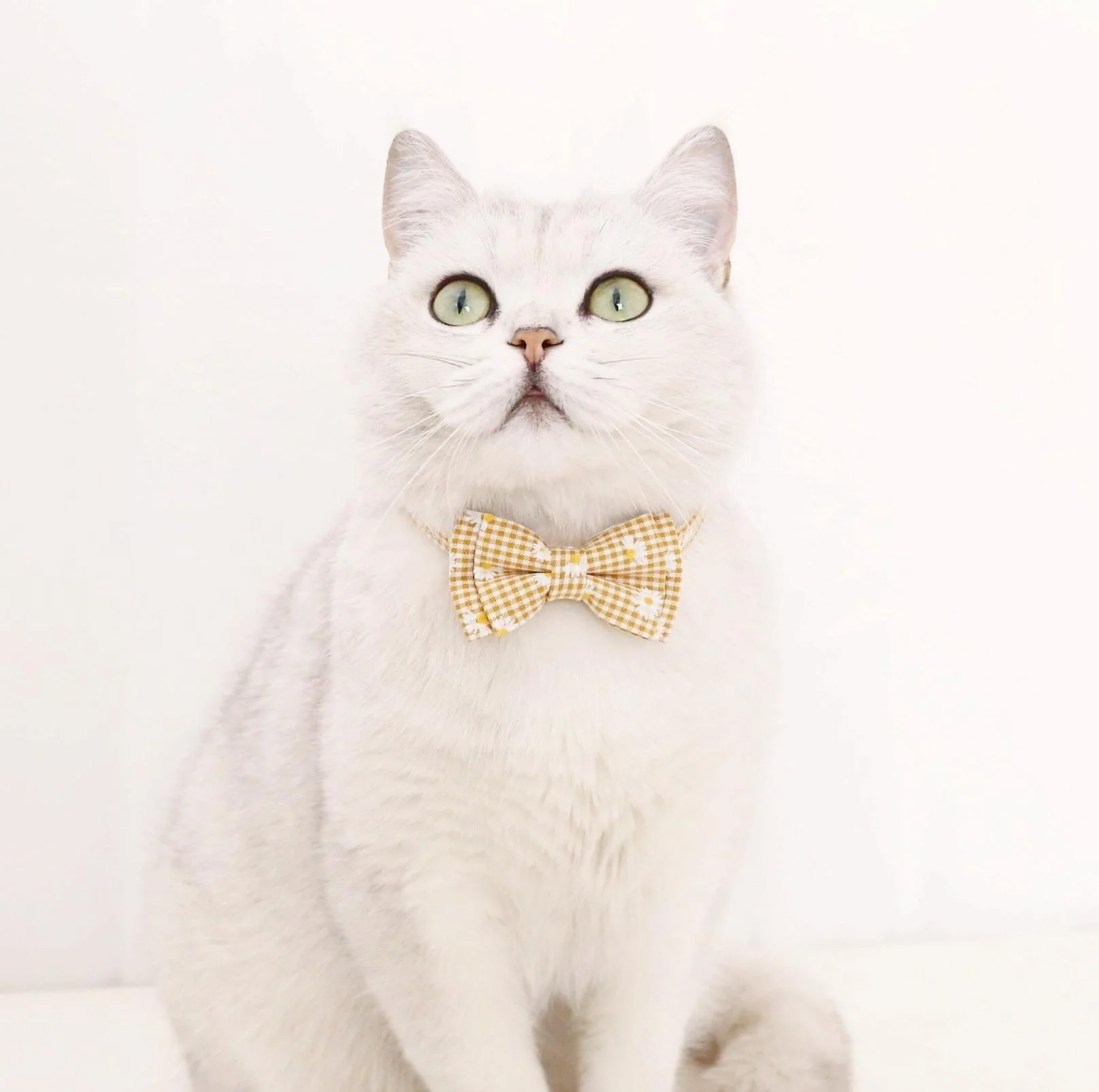 Pet Adjustable Bow Collar with Daisy Pattern - Image 7