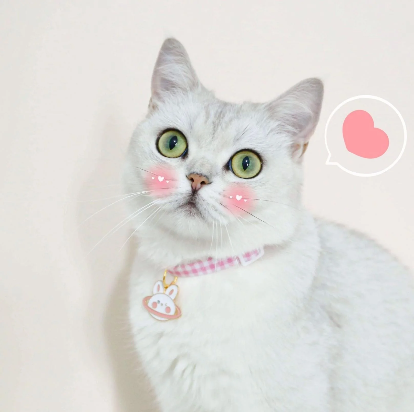 Pet Animal Shape Pendant Necklace With Candy Coloured - Image 11